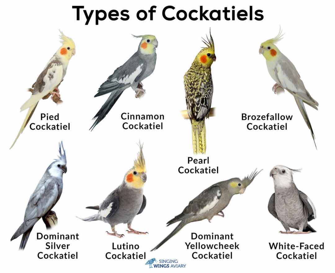 Frequently Asked Questions About Cockatiels