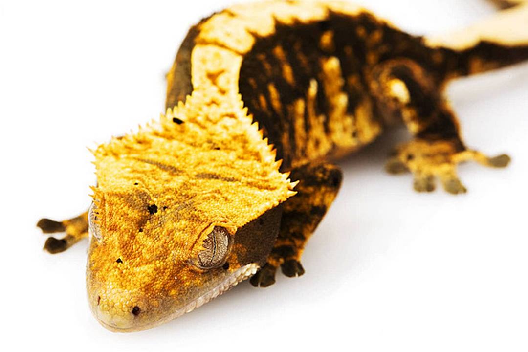 Complete Care Guide for Crested Geckos: Housing, Feeding & Health Tips