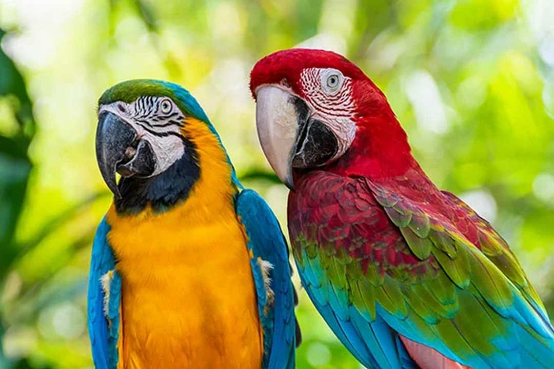 FAQs About Macaw Care