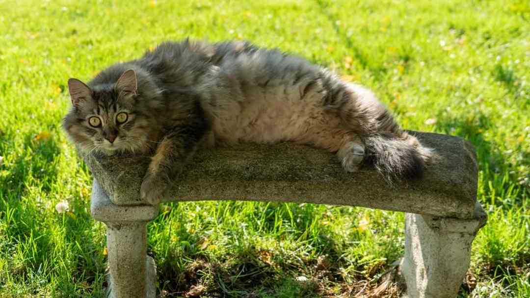 Reasons to Choose a Maine Coon Cat