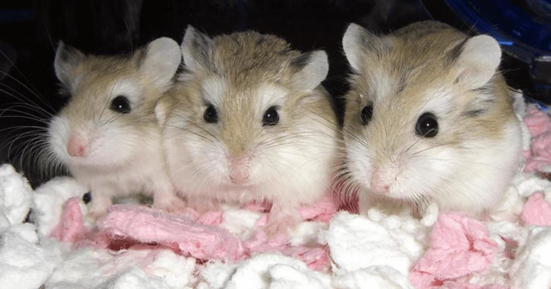 Dwarf Campbell’s Russian Hamster