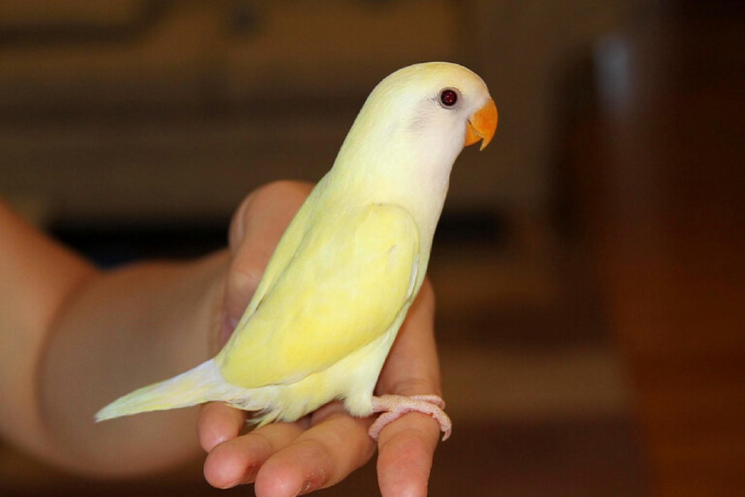 Lovebird Care Guide: Housing, Behavior, Diet, and Breeding Tips